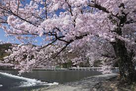 嵐山の桜の見頃や名所とは